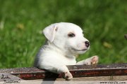 Jack Russell terir