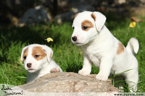 Jack Russell terir