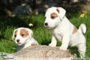 Jack Russell terir