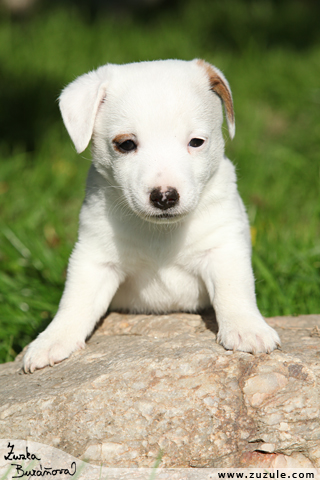 Jack Russell terir