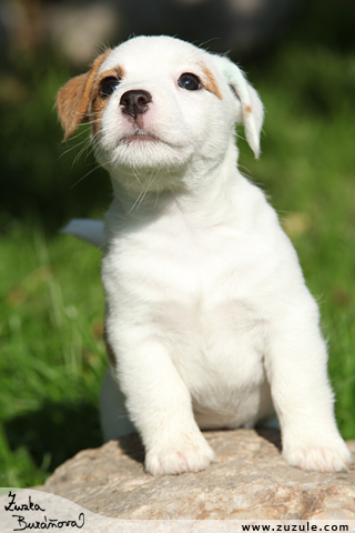 Jack Russell terir