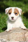 Jack Russell terir