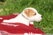 Jack Russell terir