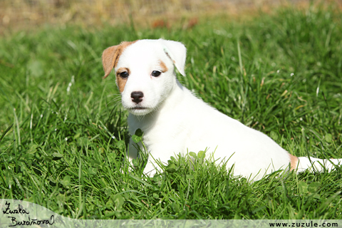 Jack Russell terir