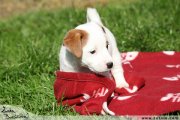 Jack Russell terir