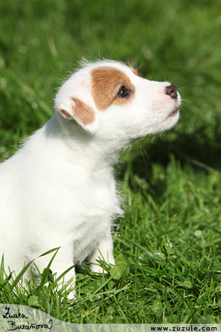 Jack Russell terir