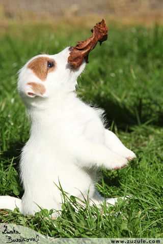 Jack Russell terir