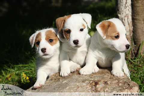 Jack Russell terir Pylades z 2010