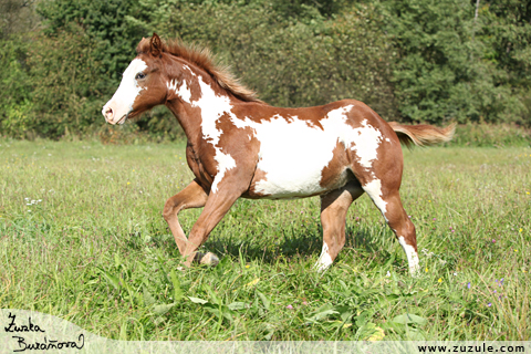 Shiney Bueno Cherokee