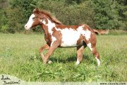 Shiney Bueno Cherokee