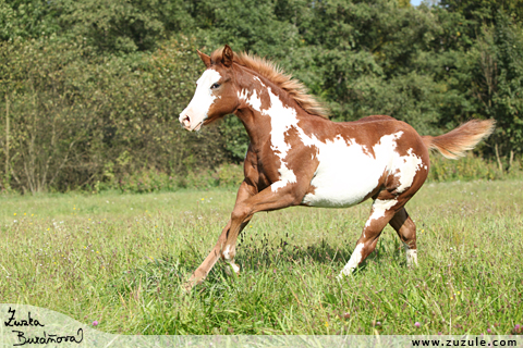 Shiney Bueno Cherokee