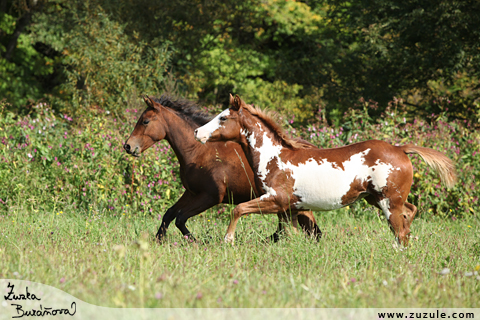 Shiney Bueno Cherokee