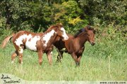 Shiney Bueno Cherokee