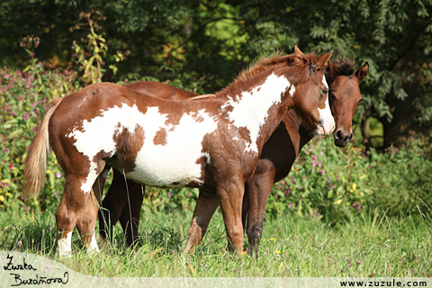 Shiney Bueno Cherokee