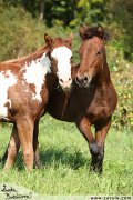 Shiney Bueno Cherokee