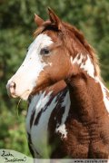 Shiney Bueno Cherokee