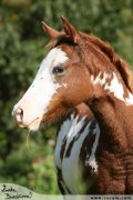 Shiney Bueno Cherokee