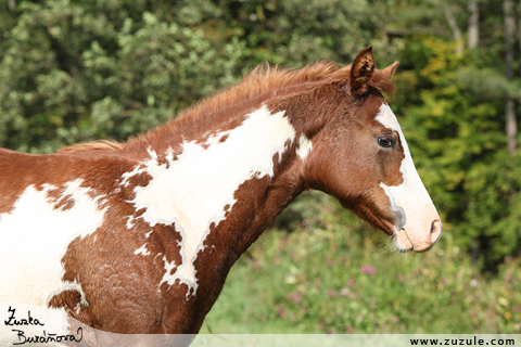 Shiney Bueno Cherokee