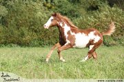 Shiney Bueno Cherokee