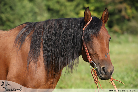 Quarter horse