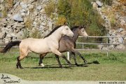Lady Jane Kinsk a Legacy Kinsk