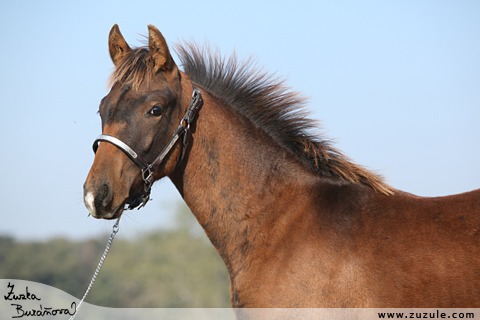 TNT Spirit of Tatanka