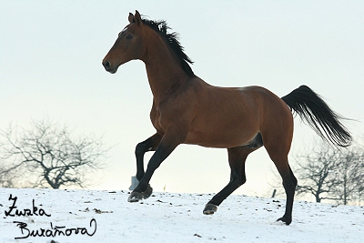 Kozolupy - 7. ledna 2008