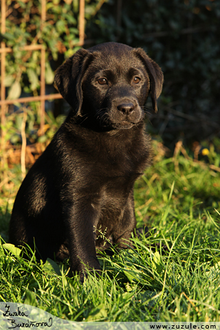 Labrador