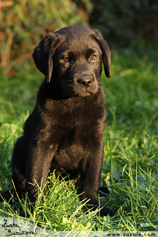 Labrador