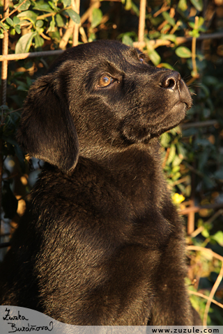 Labrador