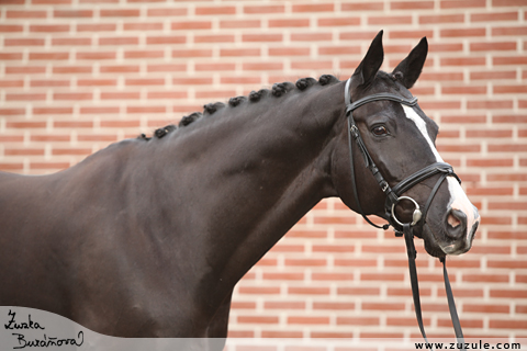 President Dressage Stables jen 2010