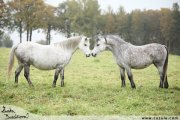 Welsh mountain pony