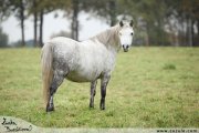 Welsh mountain pony