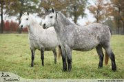 Welsh mountain pony