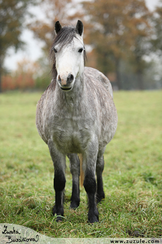 Welsh mountain pony