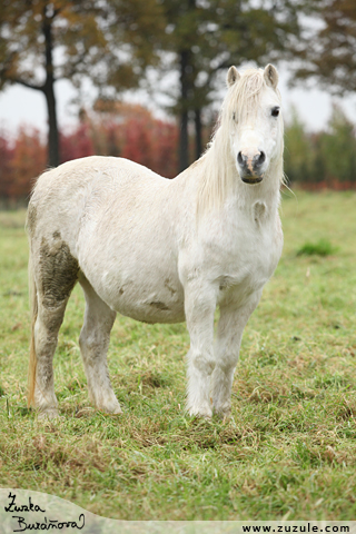 Welsh mountain pony