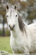 Welsh mountain pony