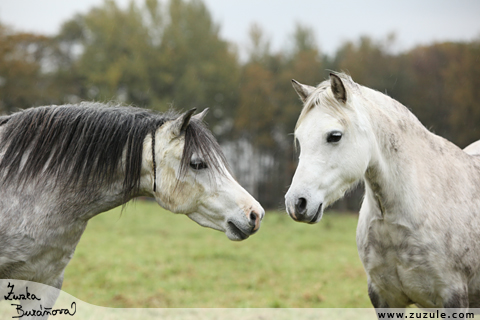 Welsh mountain pony