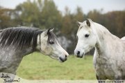 Welsh mountain pony