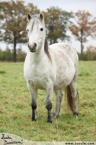 Welsh mountain pony