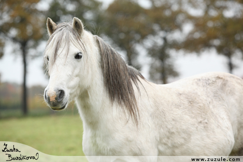 Welsh mountain pony