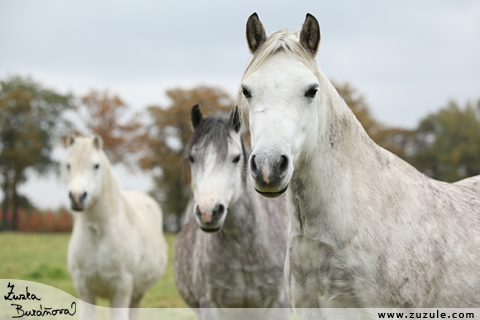 Welsh mountain pony