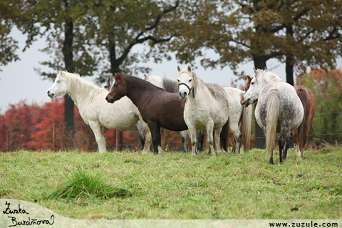 Welsh mountain pony