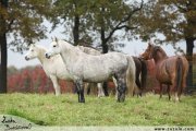 Welsh mountain pony