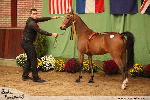 Hackney pony