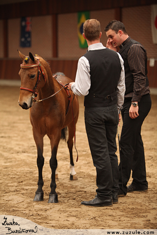 Hackney pony