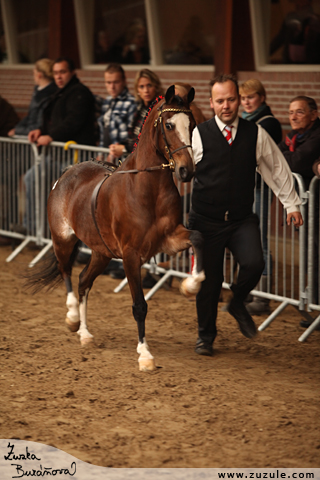 Hackney pony