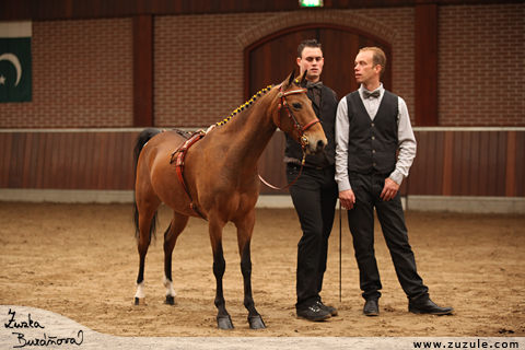 Hackney pony