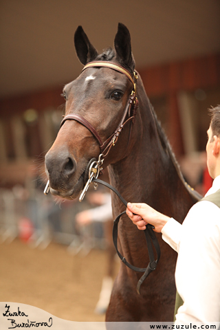 Hackney horse