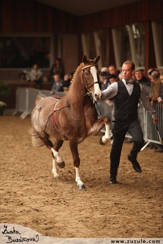 Hackney horse